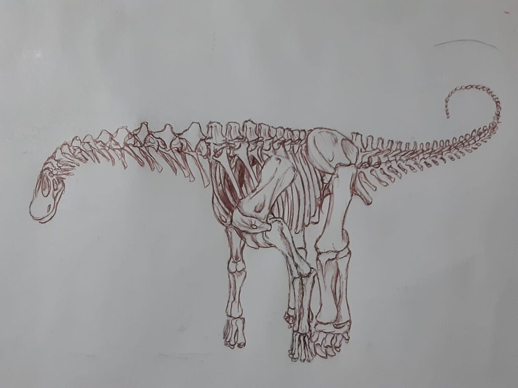 Esboço do esqueleto do dinossauro Saurópode